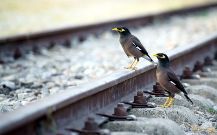 birds, Railroad, Tracks HD Wallpaper Desktop Background