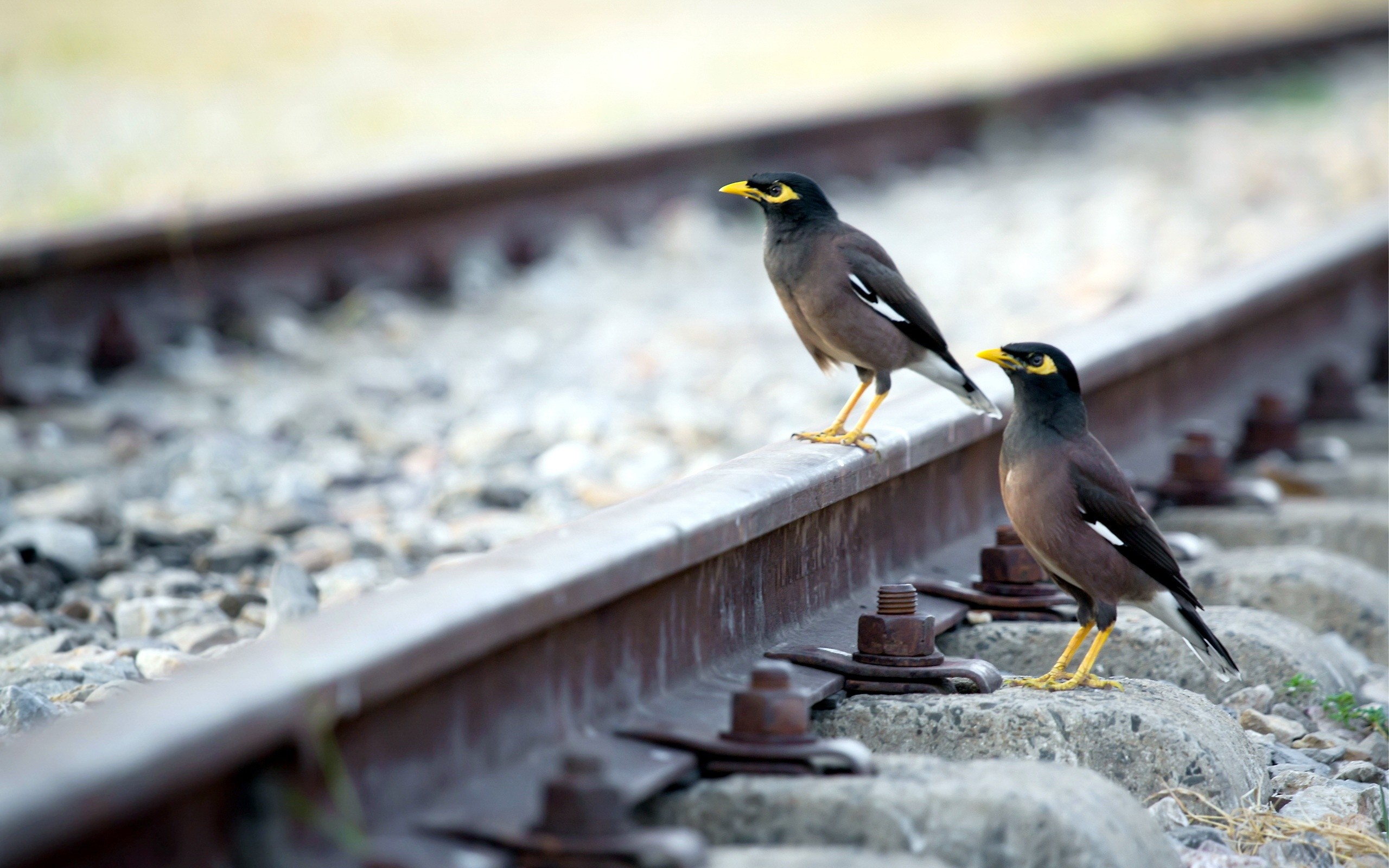 birds, Railroad, Tracks Wallpaper