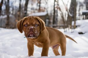 dog, Winter, Puppy, Baby