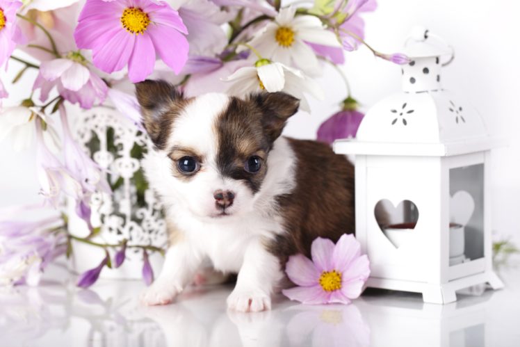 dogs, Chihuahua, Puppy, Animals, Baby HD Wallpaper Desktop Background