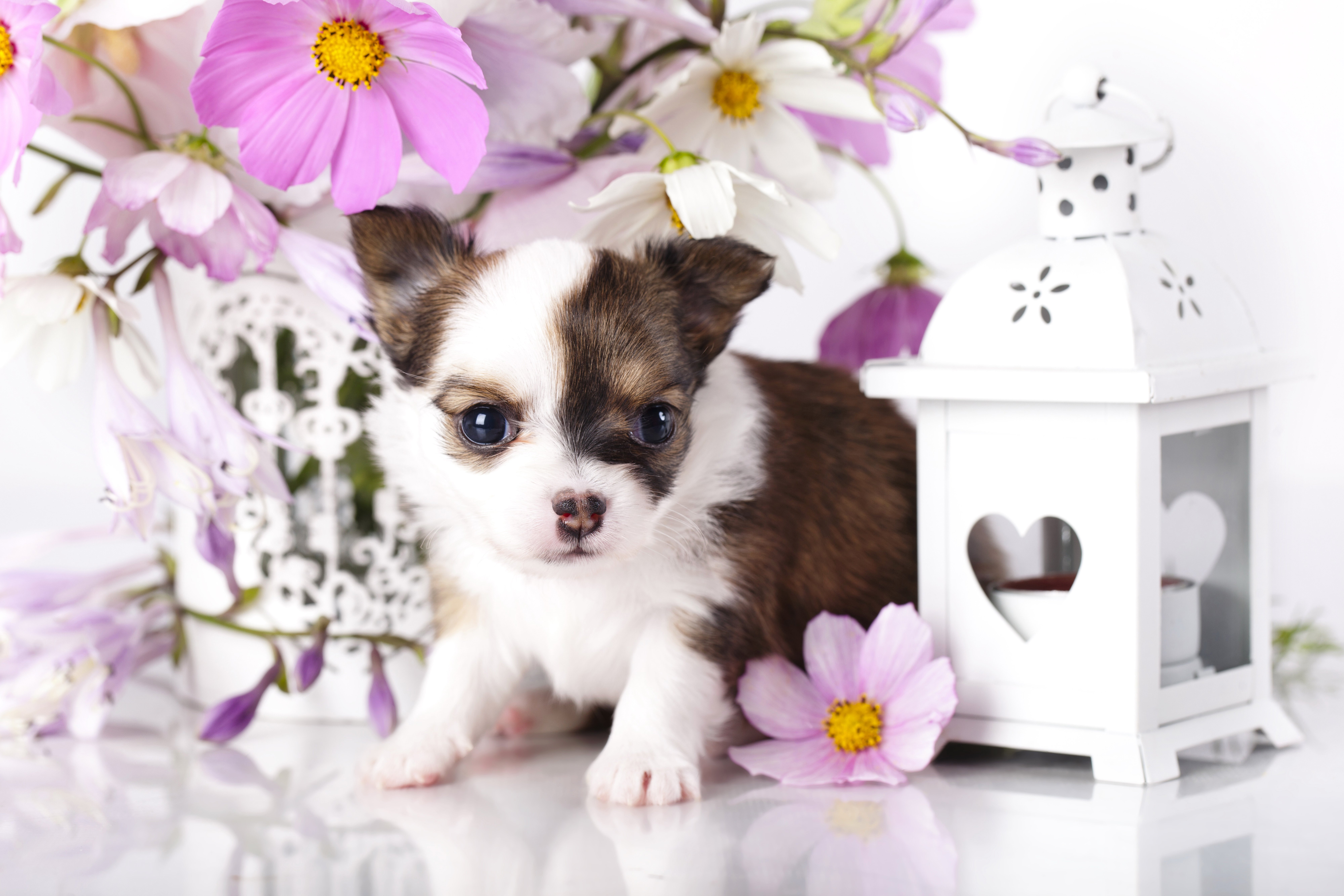 dogs, Chihuahua, Puppy, Animals, Baby Wallpaper