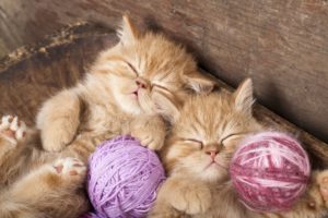 kitten, Red, Sleeping, Sleep, Twins, Thread, Baby