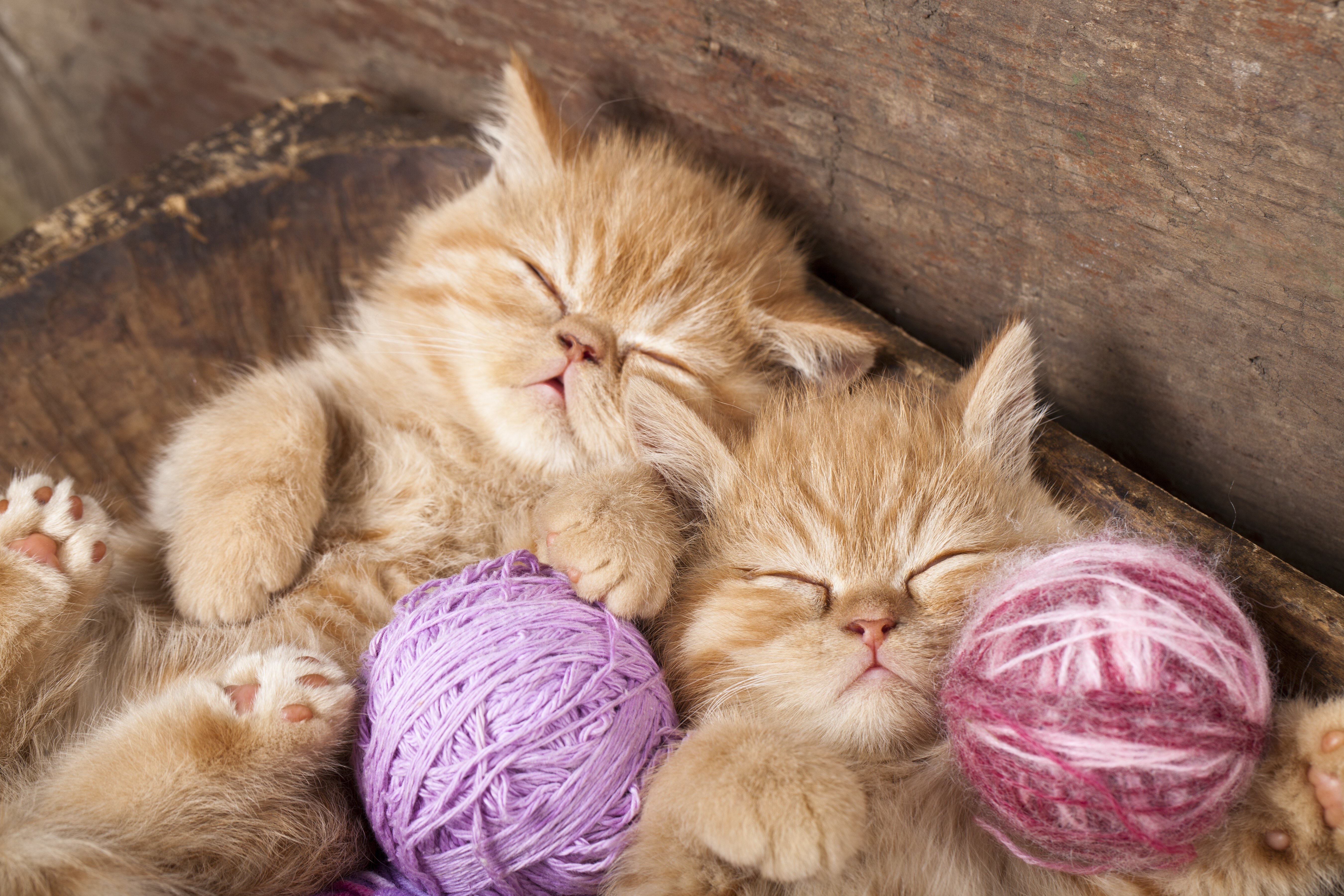 kitten, Red, Sleeping, Sleep, Twins, Thread, Baby Wallpaper