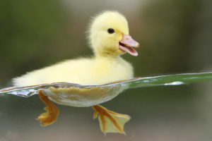 cute, Duck