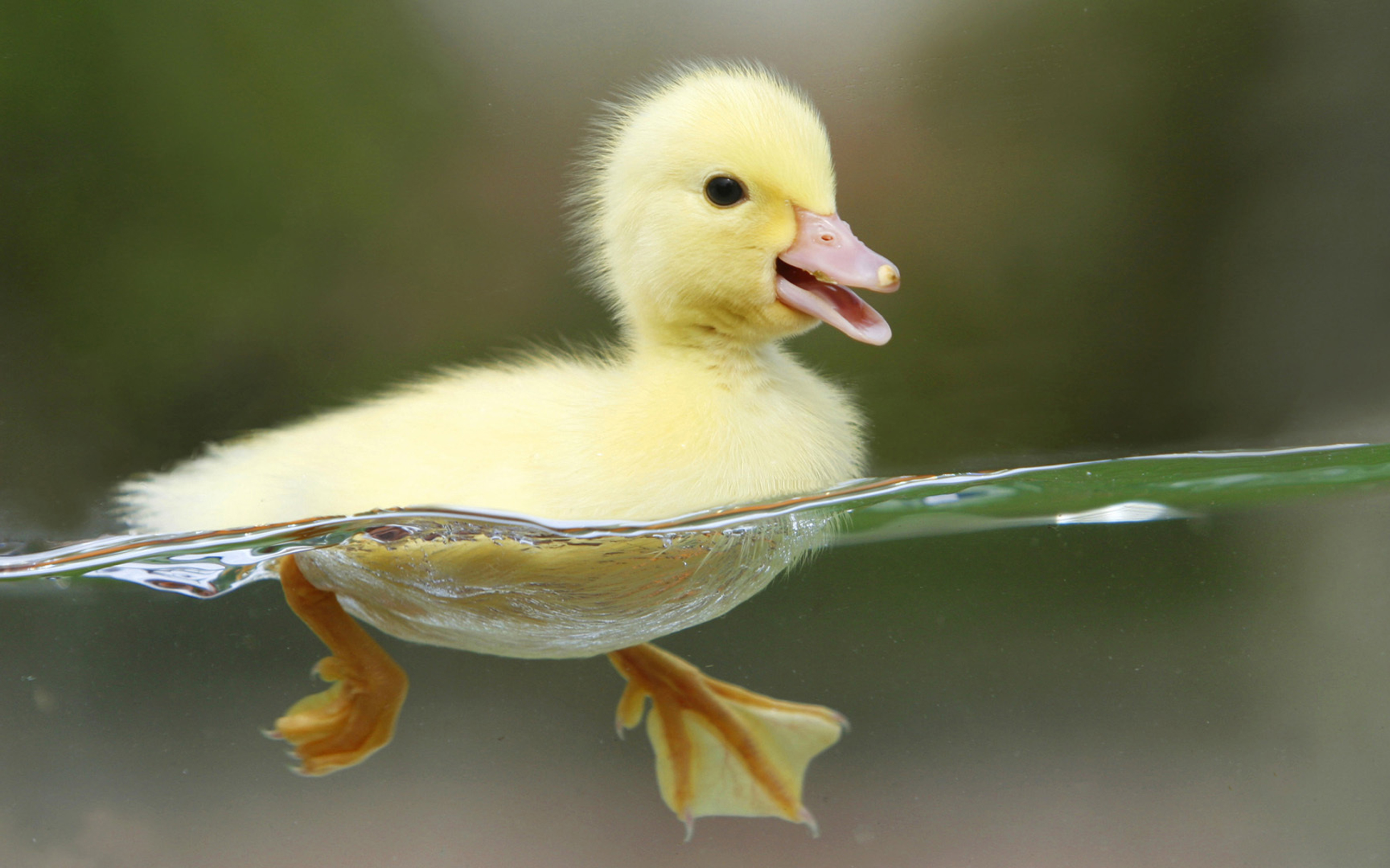 Duckycutie