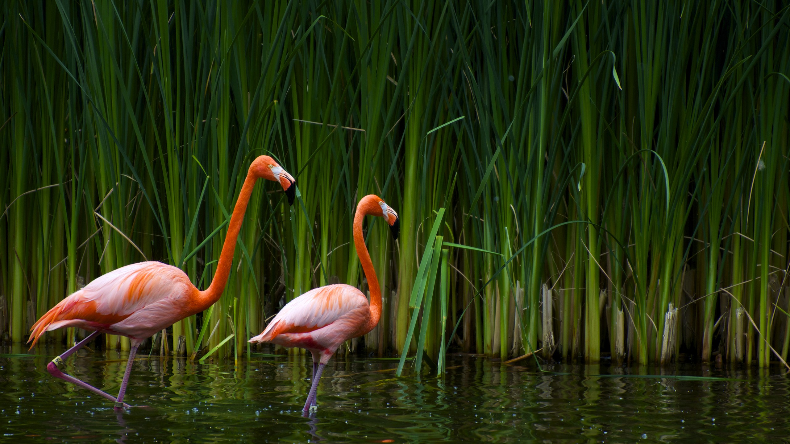 flamingos Wallpaper