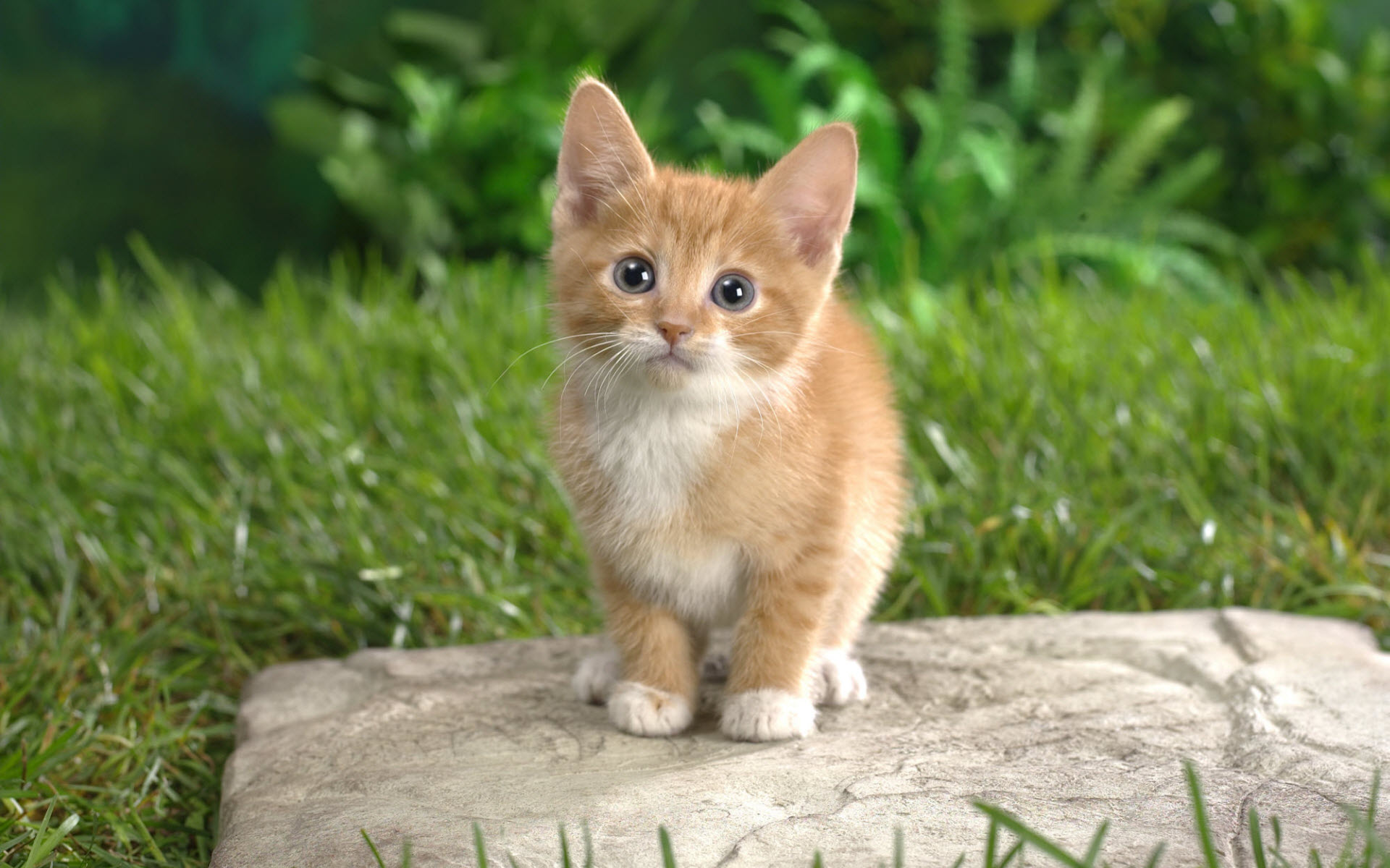 curious, Tabby, Kitten Wallpaper