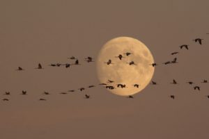 moonlight, Cranes, Flight