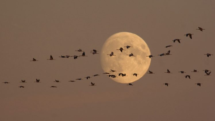moonlight, Cranes, Flight HD Wallpaper Desktop Background