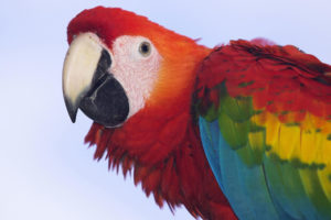 profile, Of, A, Scarlet, Macaw