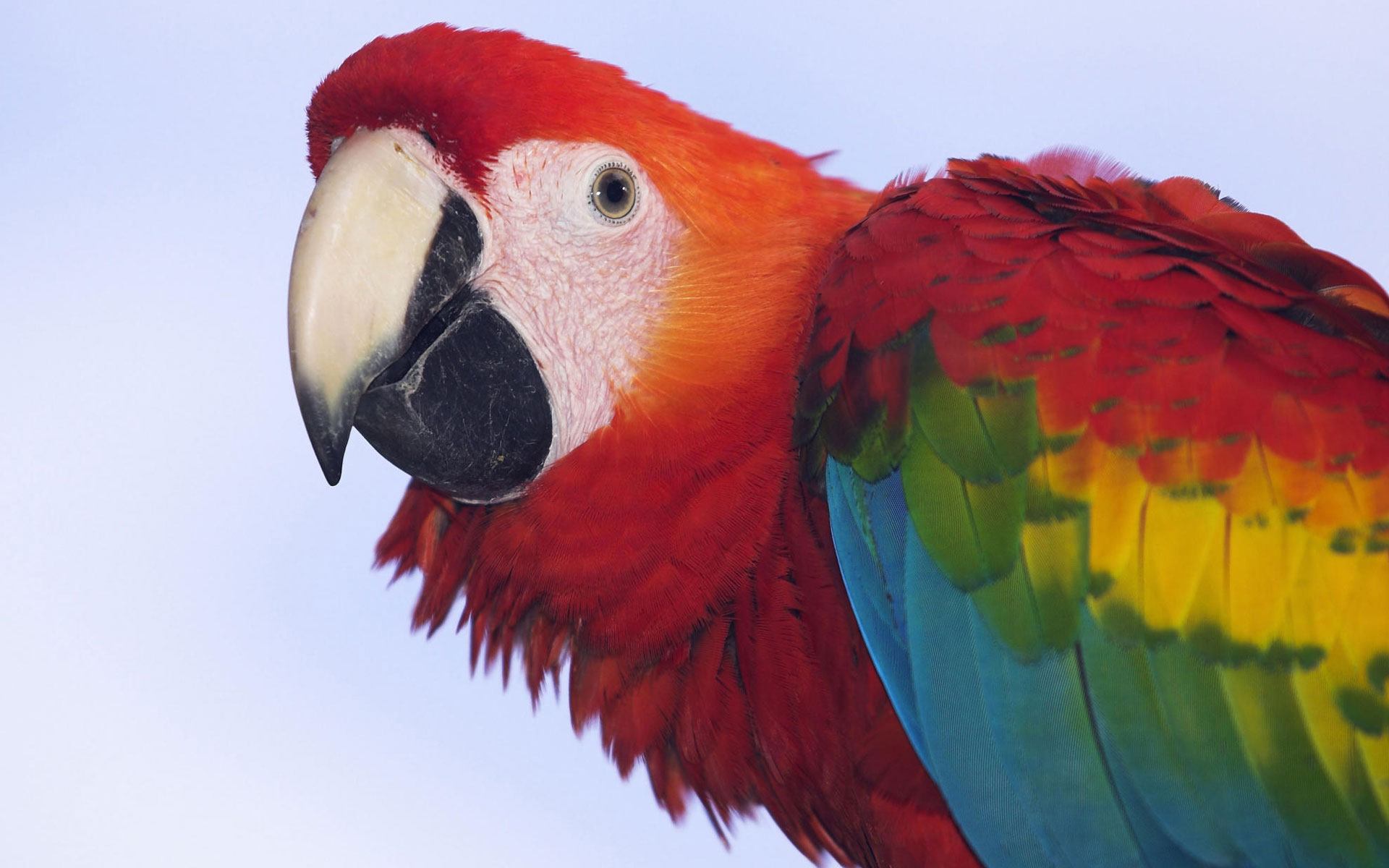 profile, Of, A, Scarlet, Macaw Wallpaper