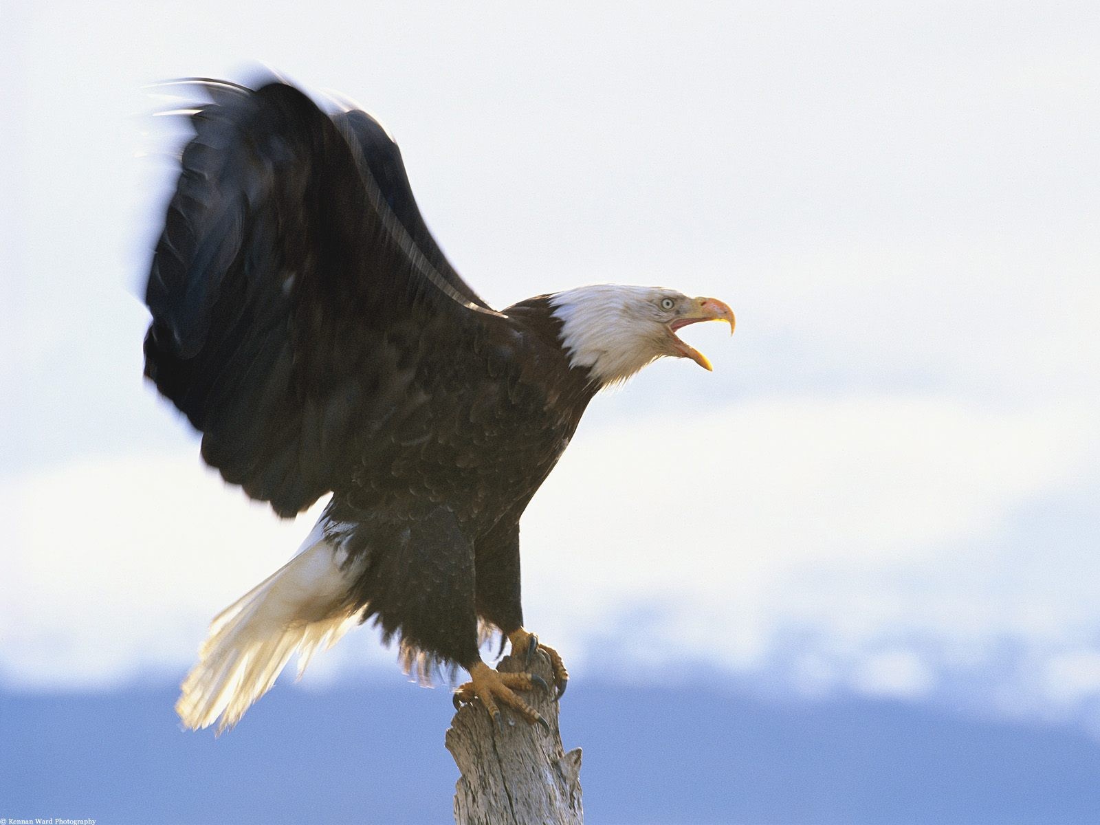 birds, Eagles, Usa Wallpaper