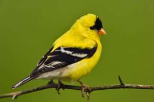 american, Goldfinch