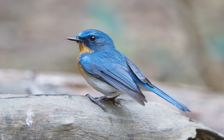 nature, Birds, Animals, Blue, Flycatchers HD Wallpaper Desktop Background