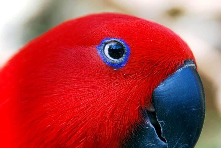 red, Parrot HD Wallpaper Desktop Background