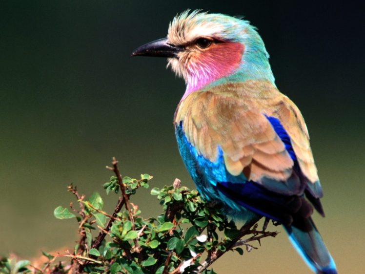 nature, Birds, Lilac breasted, Roller HD Wallpaper Desktop Background