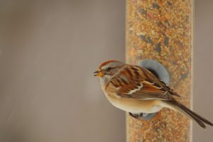 birds, Sparrow