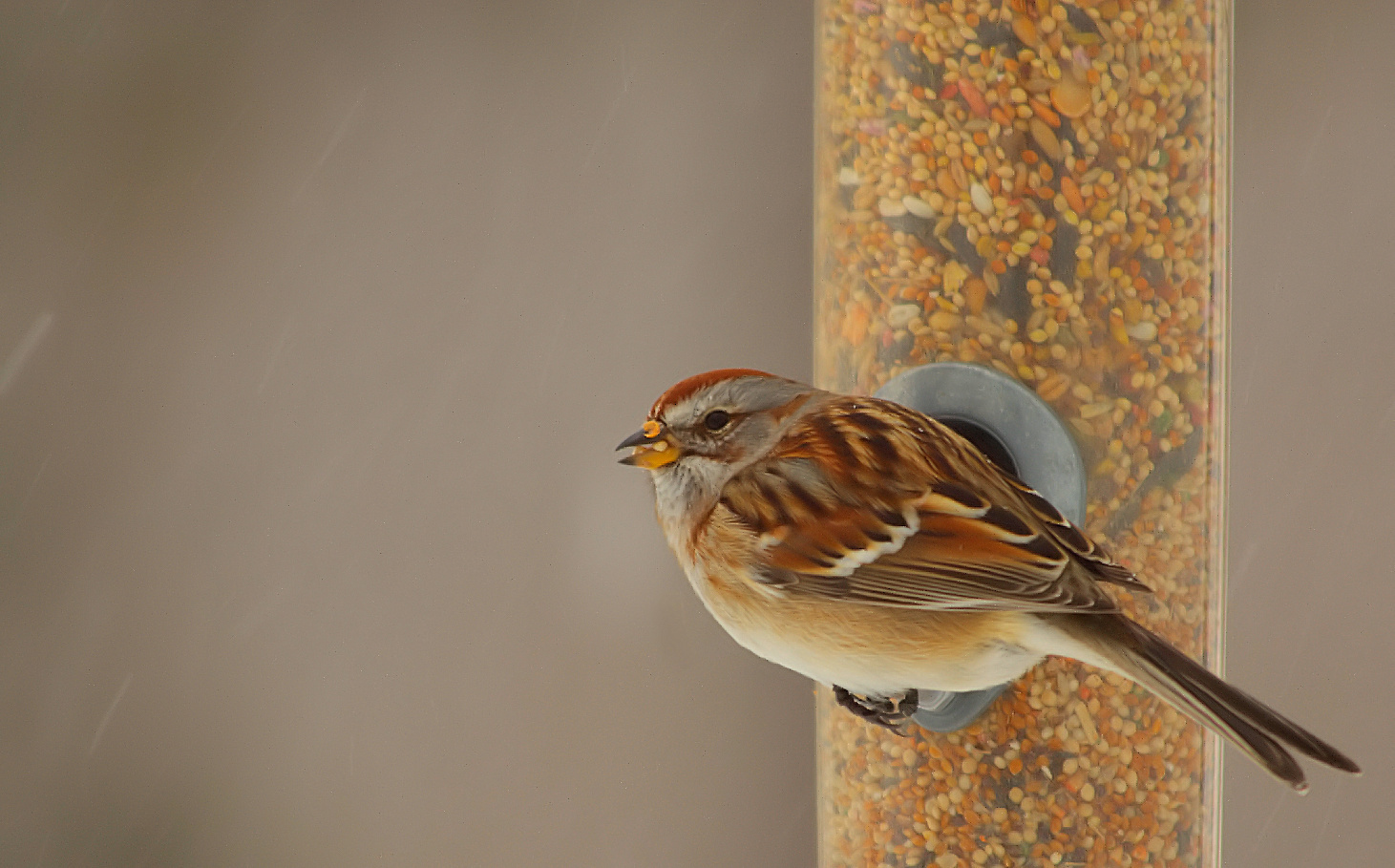 birds, Sparrow Wallpaper