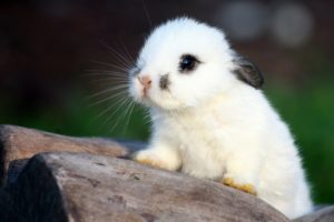 bunnies, Animals