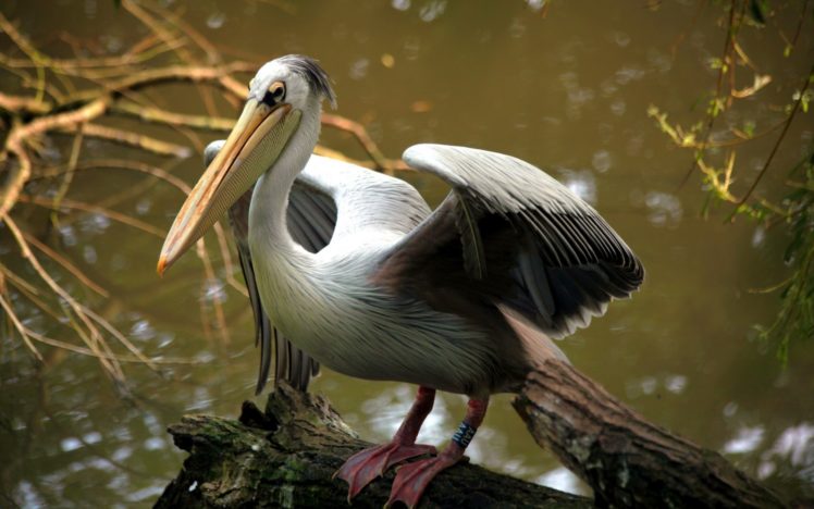 animals, Pelican, Birds HD Wallpaper Desktop Background