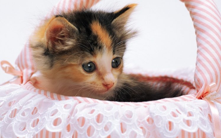 animals, Cats, Kittens HD Wallpaper Desktop Background