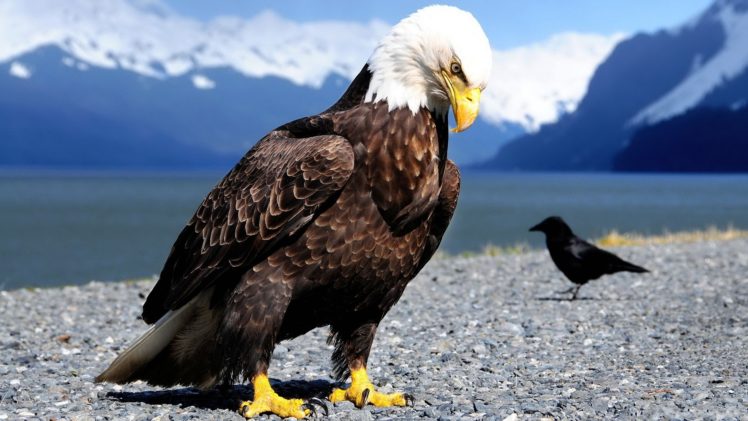 mountains, Landscapes, Snow, Birds, Animals, Eagles, Crows HD Wallpaper Desktop Background