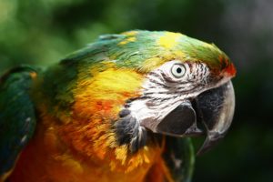 birds, Animals, Parrots, Macaw