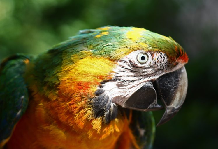birds, Animals, Parrots, Macaw HD Wallpaper Desktop Background