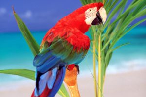 birds, Parrots, Scarlet, Macaws