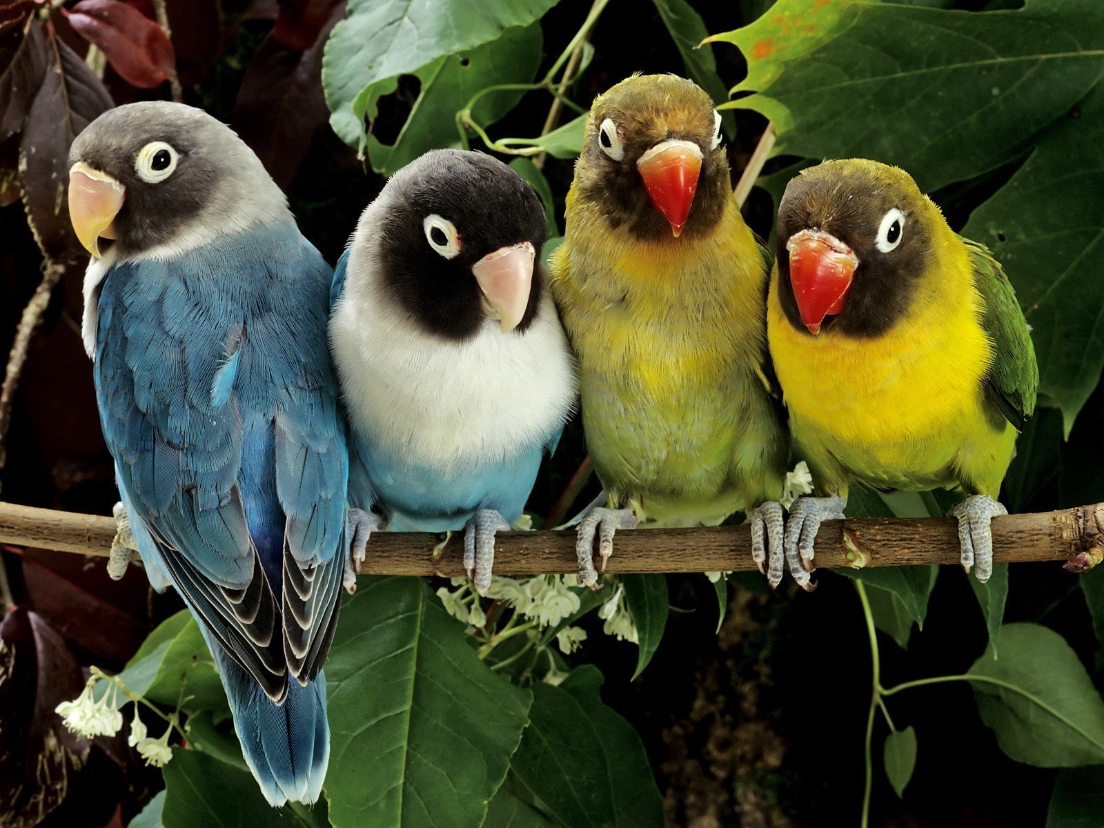 love, Birds Wallpaper