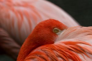 birds, Flamingos