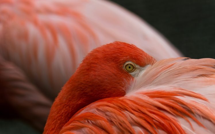 birds, Flamingos HD Wallpaper Desktop Background
