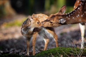 deer, Nature, Background, Fawn, Baby, Mother