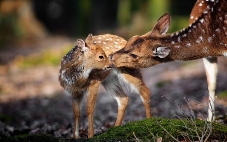 deer, Nature, Background, Fawn, Baby, Mother HD Wallpaper Desktop Background