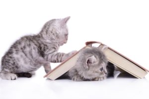 kitten, Book, Baby