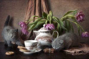 kitten, Table, Cookies, Flowers