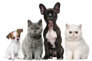 animals, Cats, Dogs, Puppy, Baby, Kitten