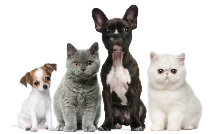 animals, Cats, Dogs, Puppy, Baby, Kitten HD Wallpaper Desktop Background