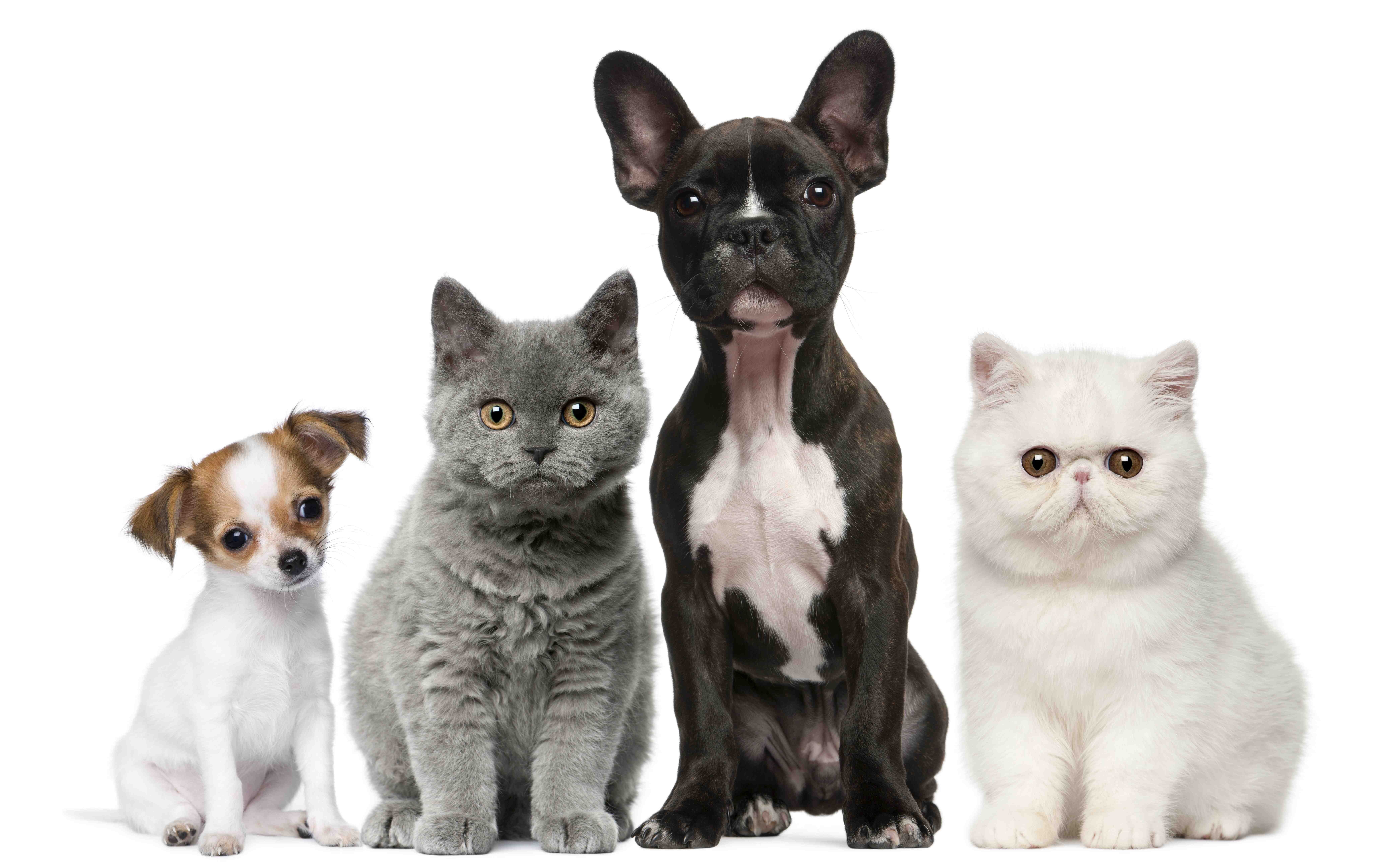 animals, Cats, Dogs, Puppy, Baby, Kitten Wallpaper