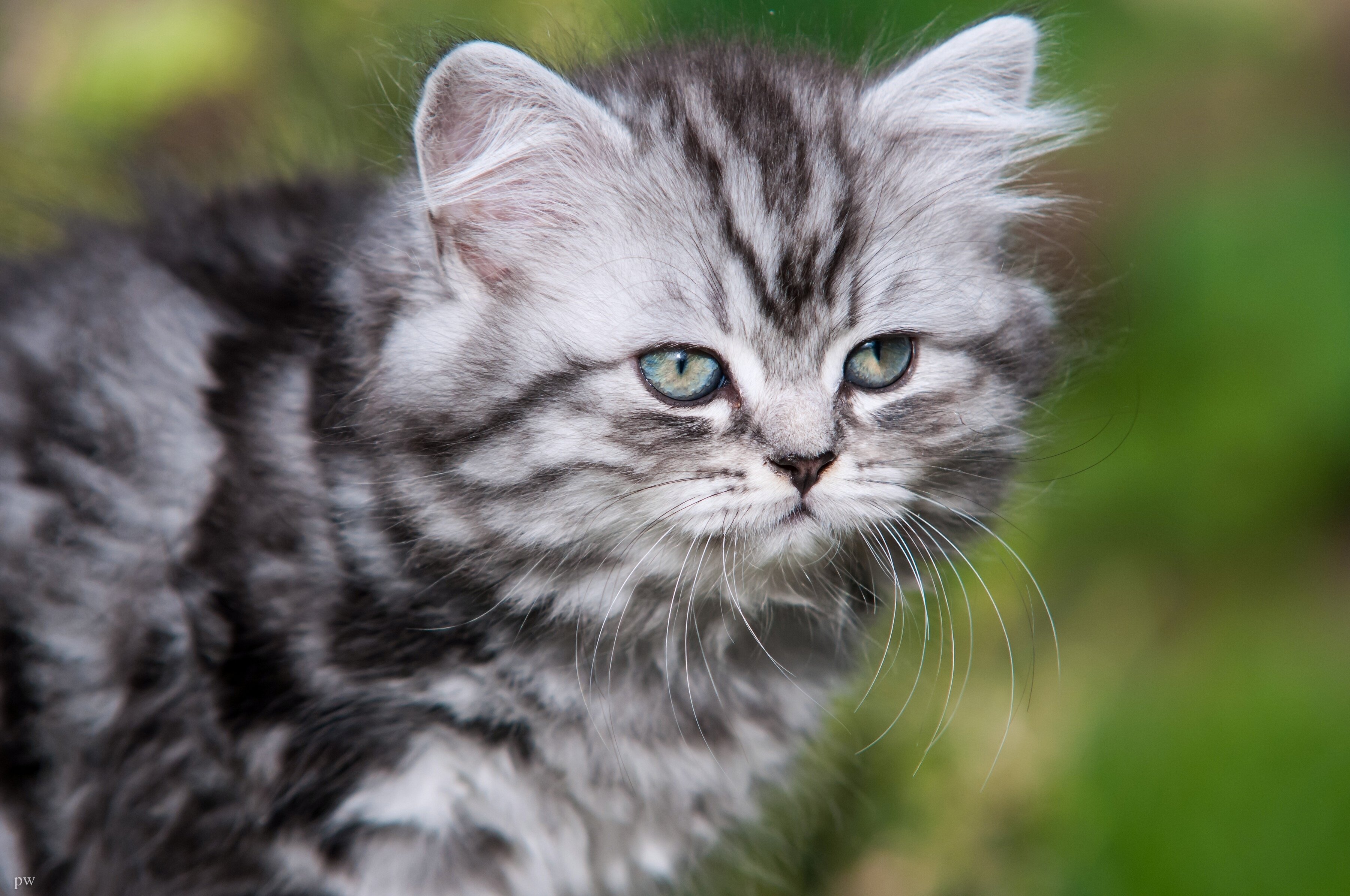 british, Longhair, Kitten, Whiskers Wallpaper