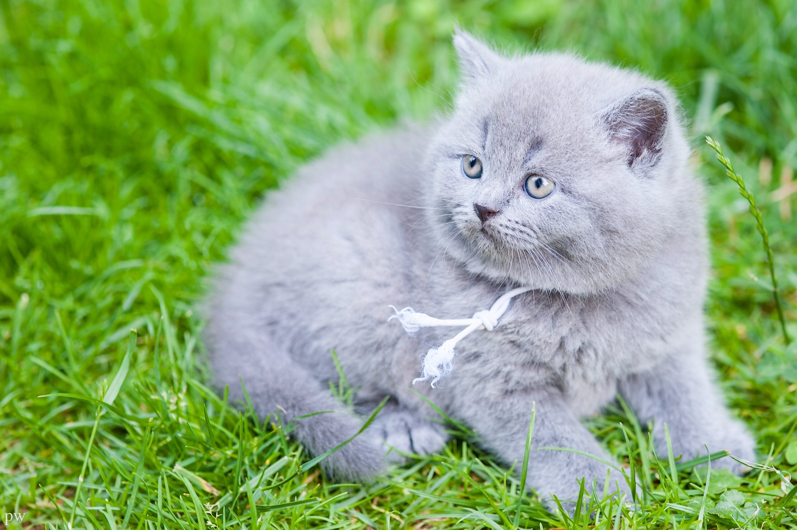 british, Shorthair, British, Kitten, Baby, Grass Wallpapers HD