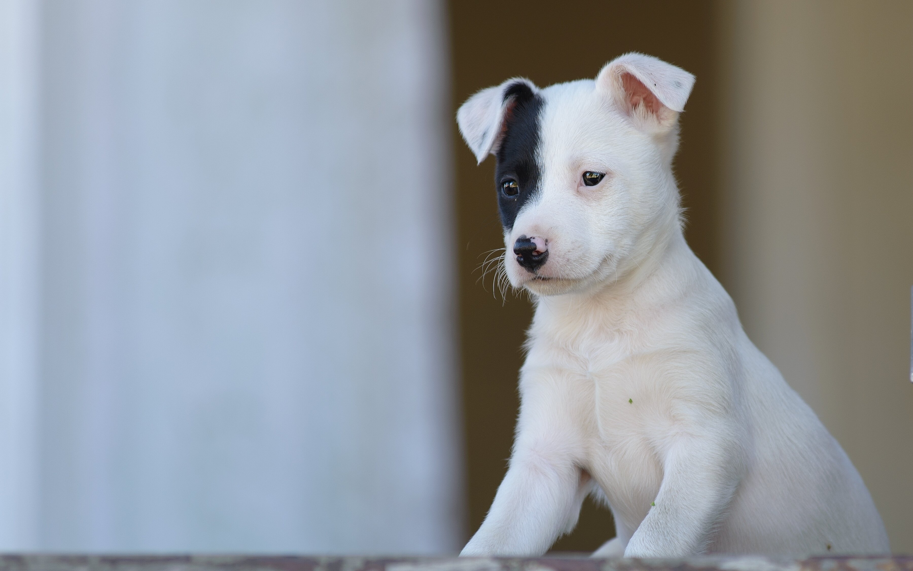 dog, Puppy, Baby Wallpaper