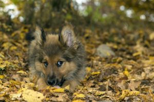 dog, Puppy, Leaves, Nature, Animals, Baby, Autumn