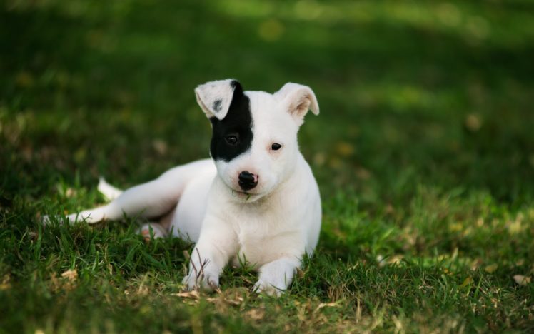 dog, Puppy, Grass, Baby HD Wallpaper Desktop Background