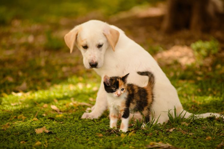 dog, Puppy, Kitten, Friends, Baby HD Wallpaper Desktop Background