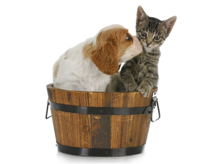 dogs, Cats, Puppy, Kitten, Baby HD Wallpaper Desktop Background