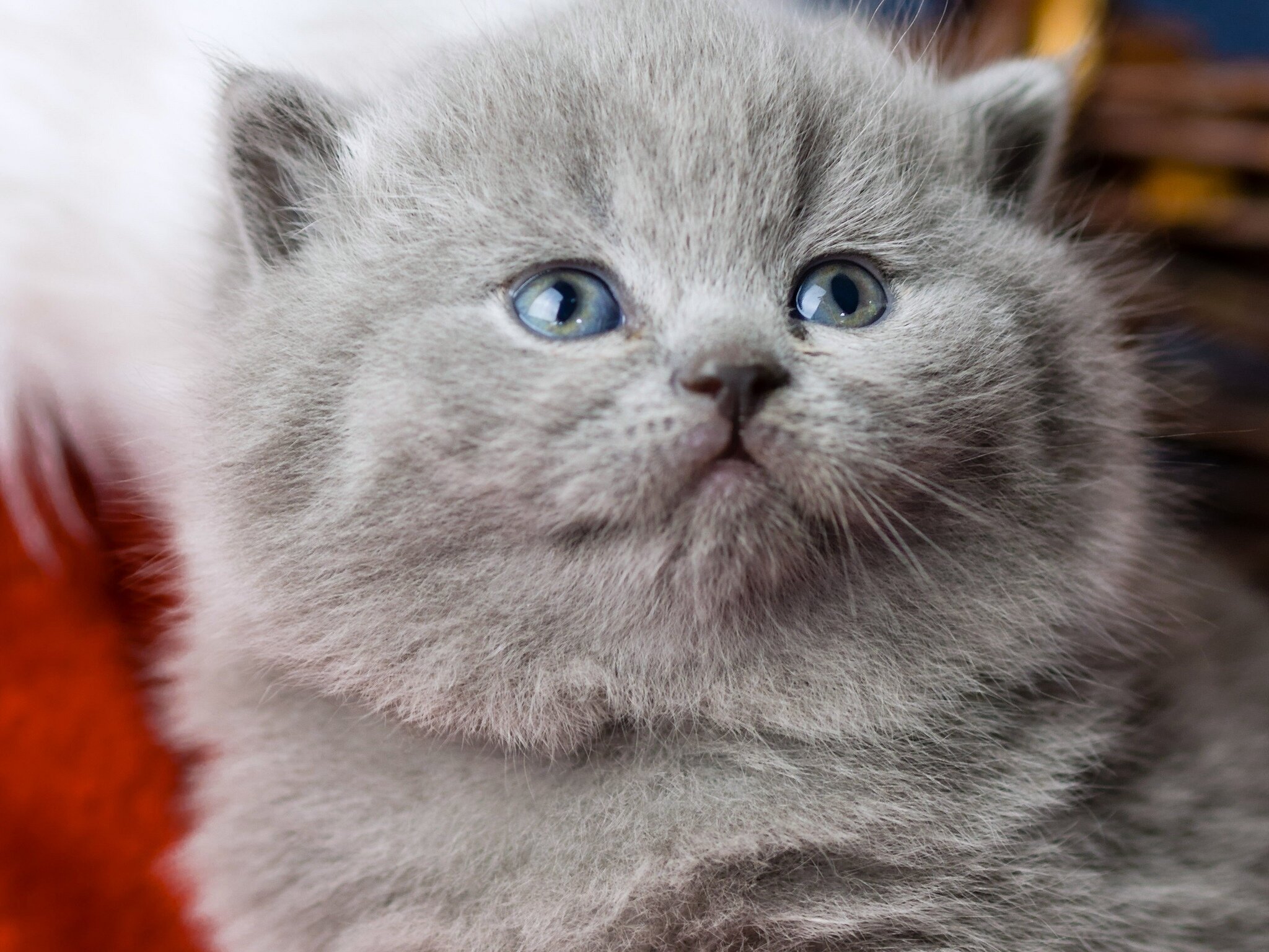 British Shorthair British Kitten Muzzle Blue Eyes Baby