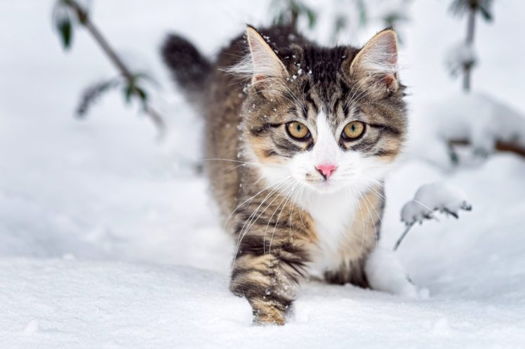 cat, Fluffy, Face, Eyes, Snow, Winter, Nature, Animals HD Wallpaper Desktop Background