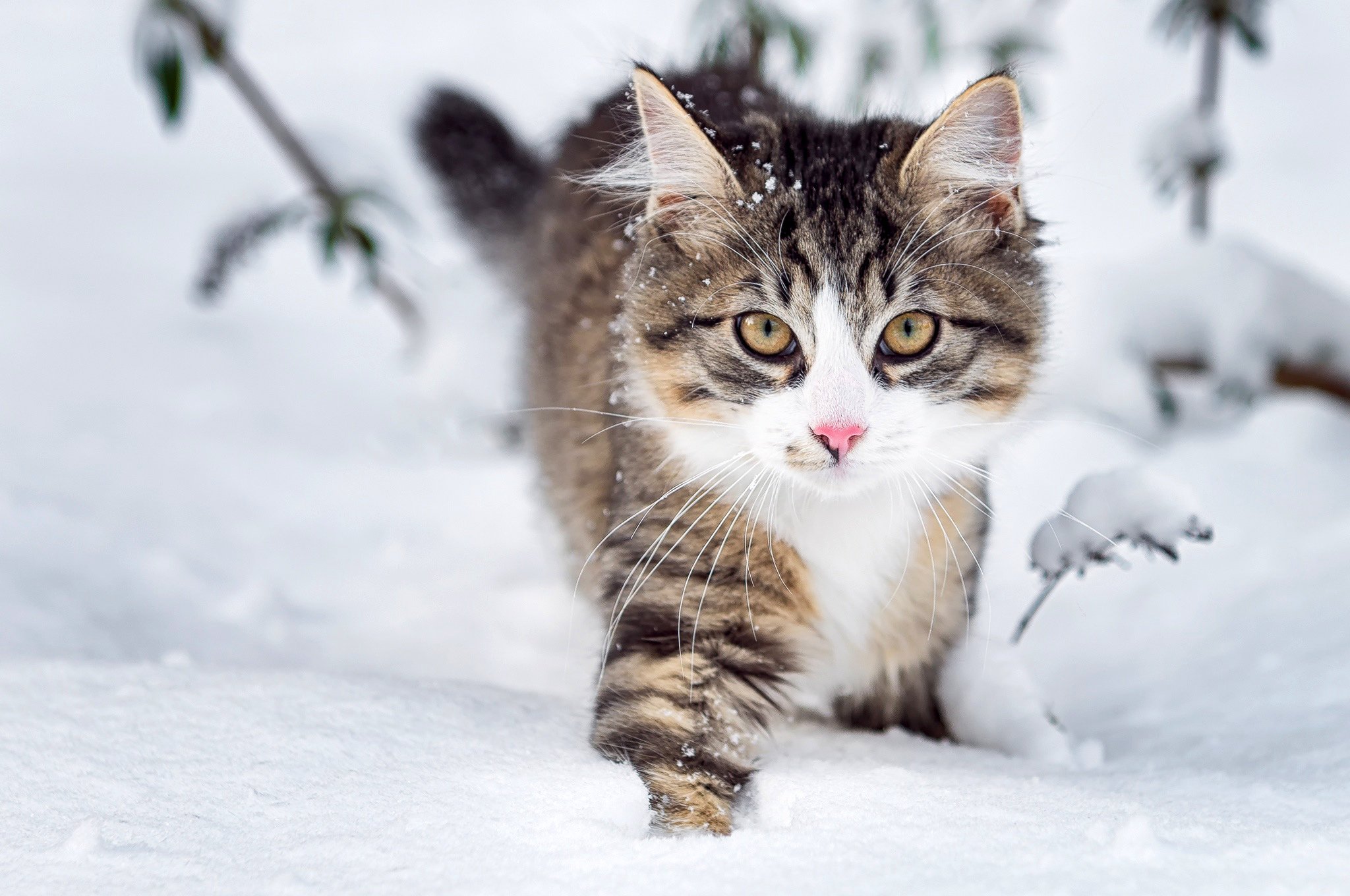 cat, Fluffy, Face, Eyes, Snow, Winter, Nature, Animals Wallpaper