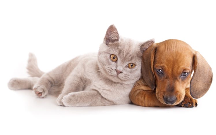 cats, Dogs, Dachshund, Animals, Baby, Cat, Dog, Kitten HD Wallpaper Desktop Background